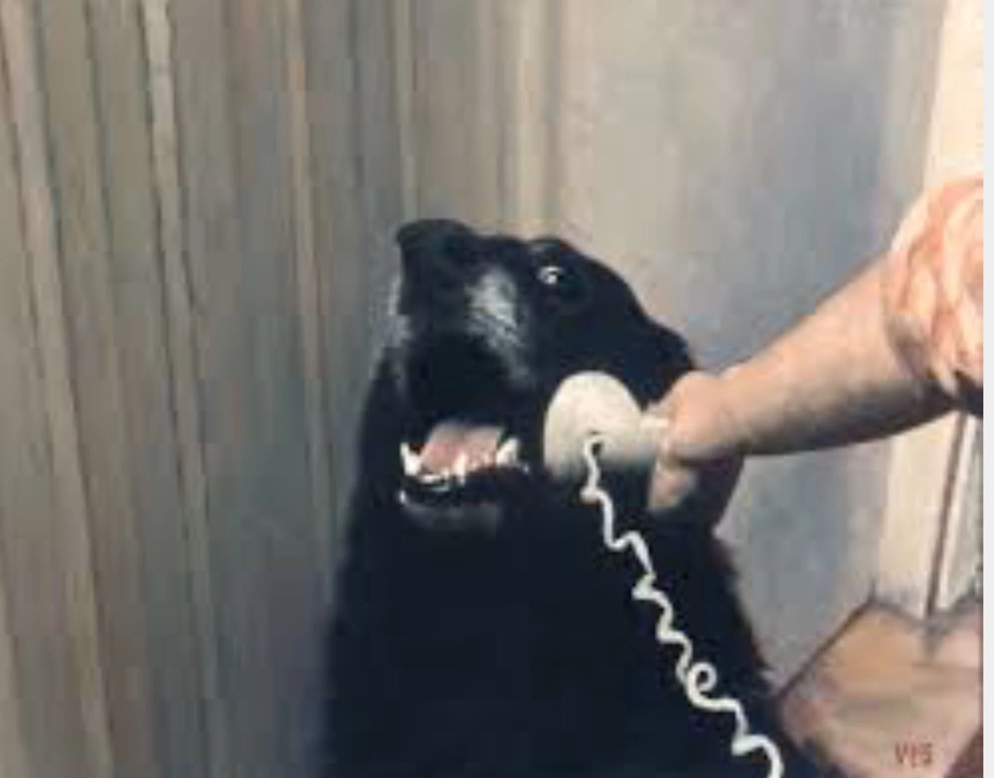 A funny image with a dog