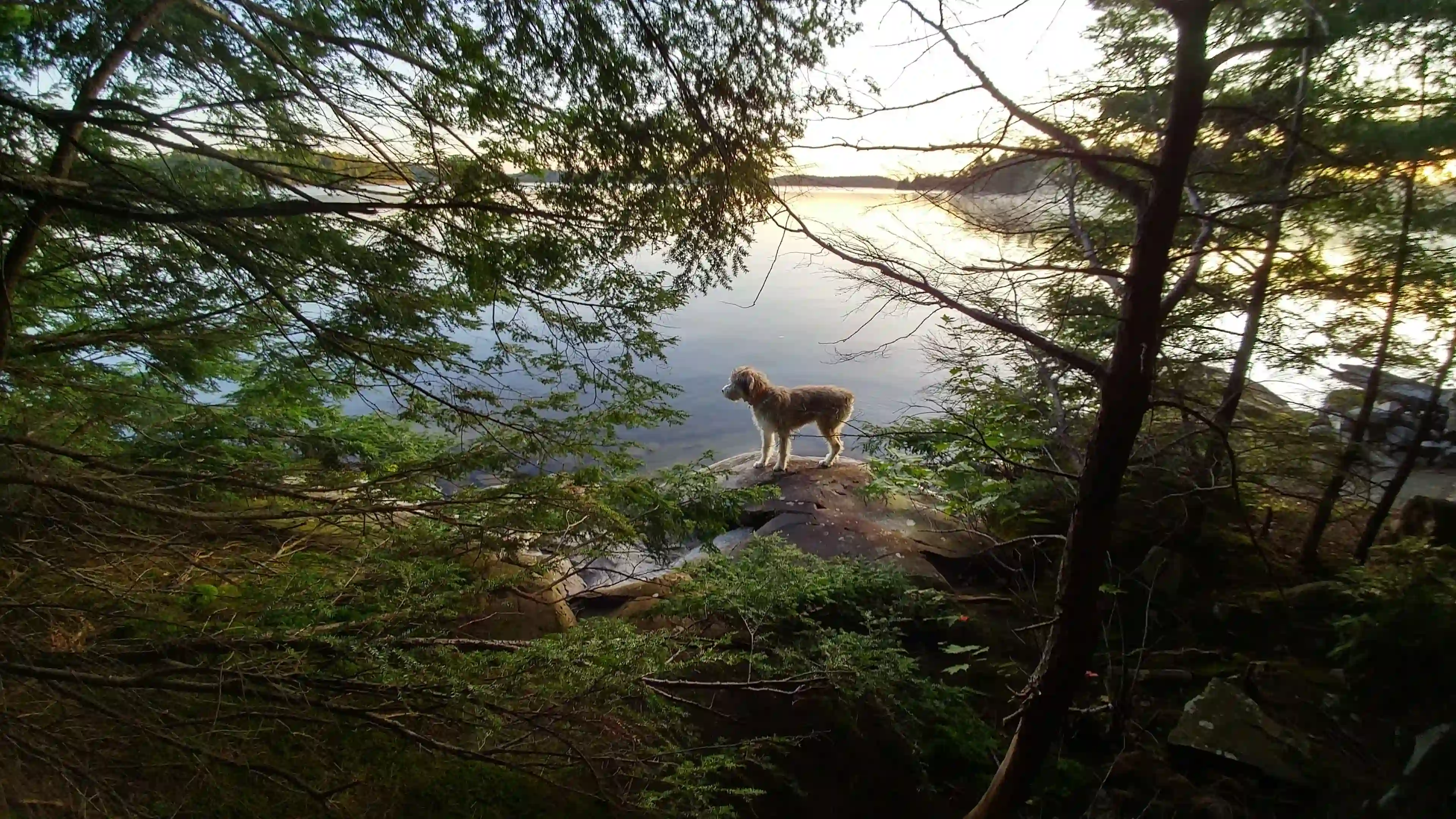 A dog on a lake's bank
